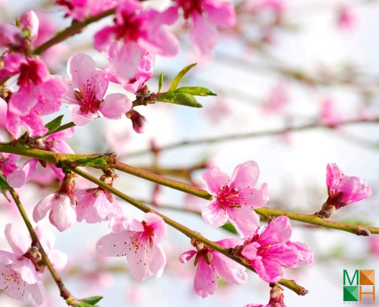 Tranh dán tường hoa đào FW - 078